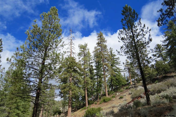 Ecotherapy: How Trees Make You Healthier