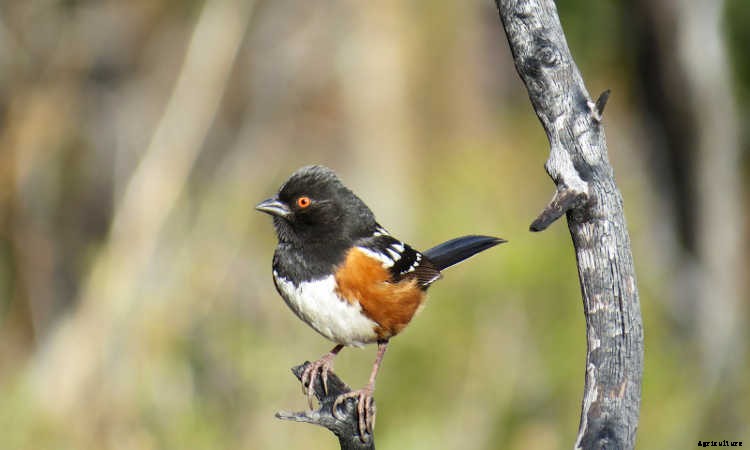 Ecotherapy: How Trees Make You Healthier