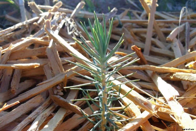 Ecotherapy: How Trees Make You Healthier