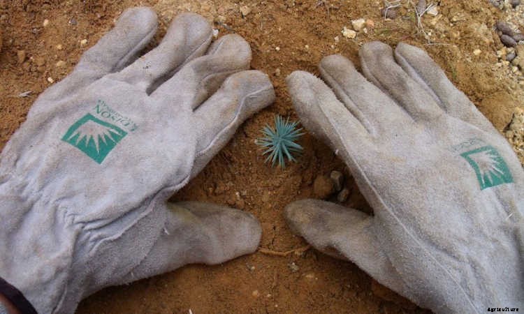 Ecotherapy: How Trees Make You Healthier