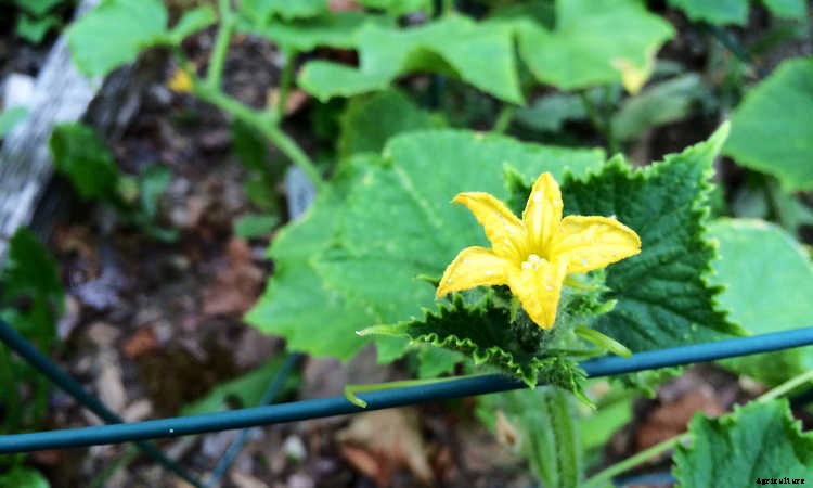 Growing Cucumbers: The Ultimate Guide To Cucumis Sativus