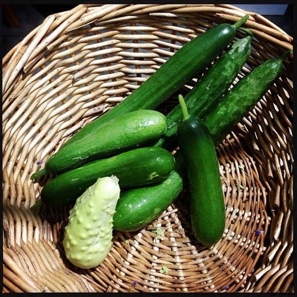 Growing Cucumbers: The Ultimate Guide To Cucumis Sativus