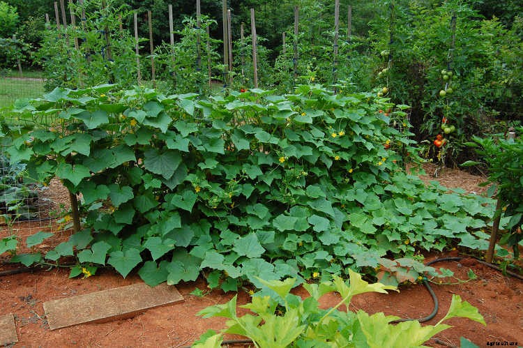 Growing Cucumbers: The Ultimate Guide To Cucumis Sativus