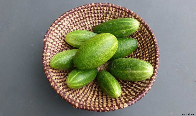 Growing Cucumbers: The Ultimate Guide To Cucumis Sativus