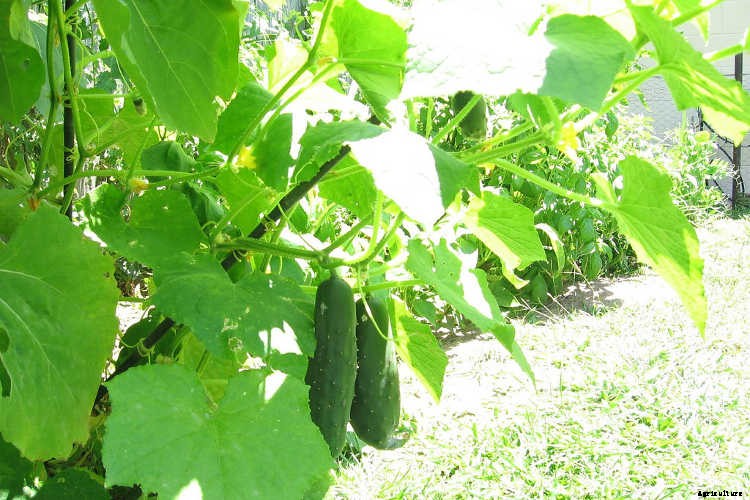 Growing Cucumbers: The Ultimate Guide To Cucumis Sativus