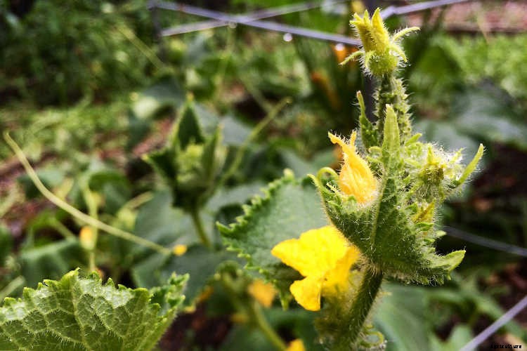 Growing Cucumbers: The Ultimate Guide To Cucumis Sativus