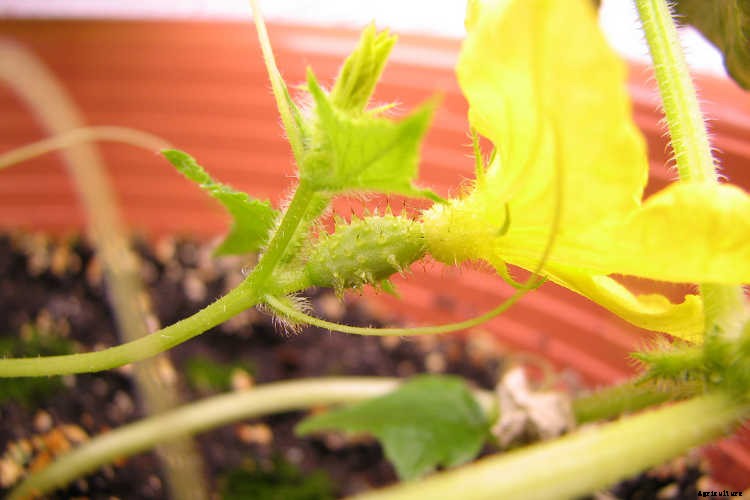Growing Cucumbers: The Ultimate Guide To Cucumis Sativus