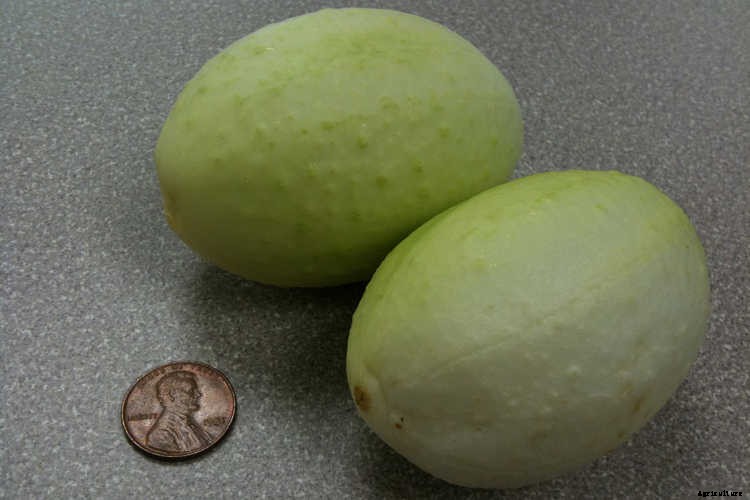 Growing Cucumbers: The Ultimate Guide To Cucumis Sativus