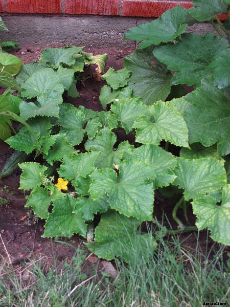 Growing Cucumbers: The Ultimate Guide To Cucumis Sativus