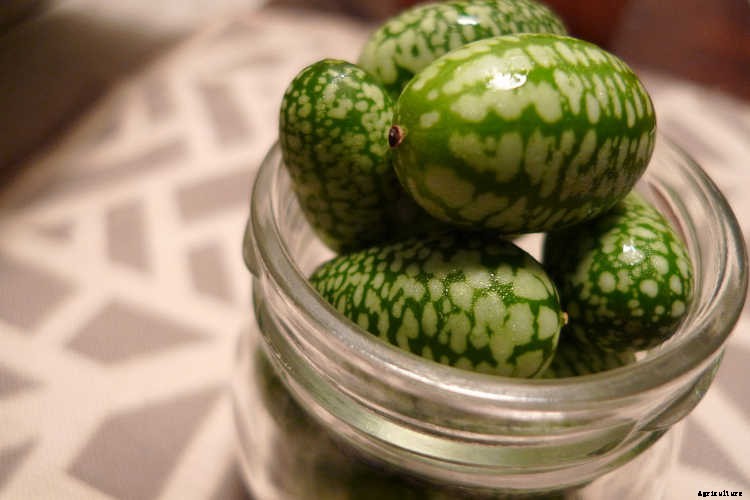 Growing Cucumbers: The Ultimate Guide To Cucumis Sativus