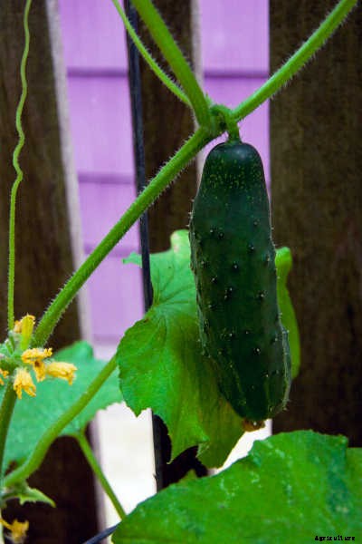 Growing Cucumbers: The Ultimate Guide To Cucumis Sativus