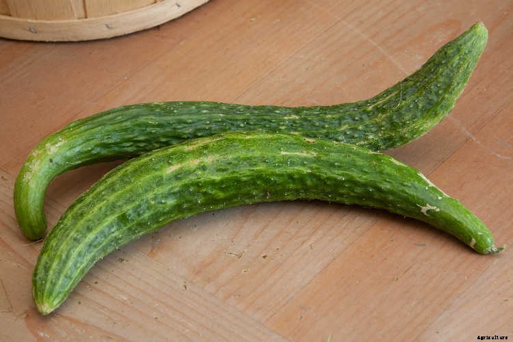 Growing Cucumbers: The Ultimate Guide To Cucumis Sativus