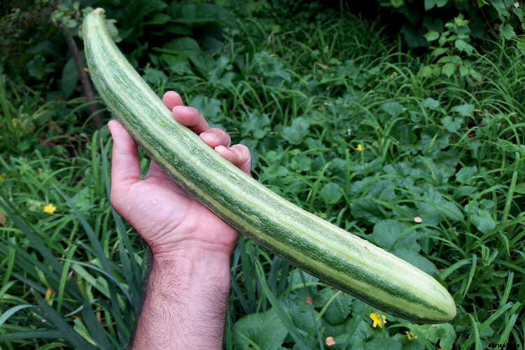 Growing Cucumbers: The Ultimate Guide To Cucumis Sativus