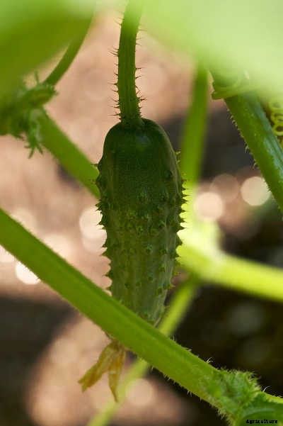 Growing Cucumbers: The Ultimate Guide To Cucumis Sativus