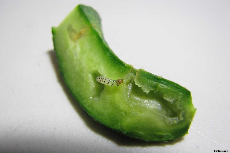 Growing Cucumbers: The Ultimate Guide To Cucumis Sativus