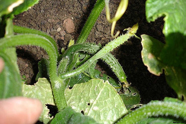 Growing Cucumbers: The Ultimate Guide To Cucumis Sativus