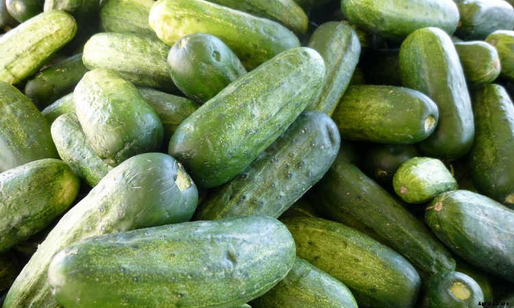 Growing Cucumbers: The Ultimate Guide To Cucumis Sativus