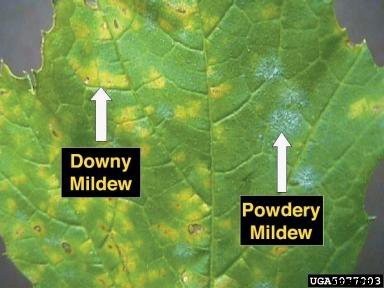 Growing Cucumbers: The Ultimate Guide To Cucumis Sativus