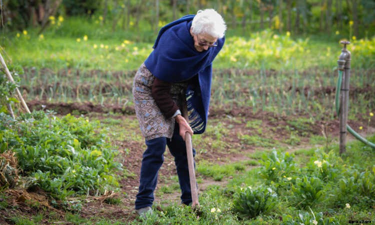 Elderly Gardening: Growing Old Gracefully