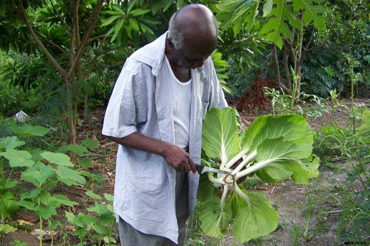 Elderly Gardening: Growing Old Gracefully