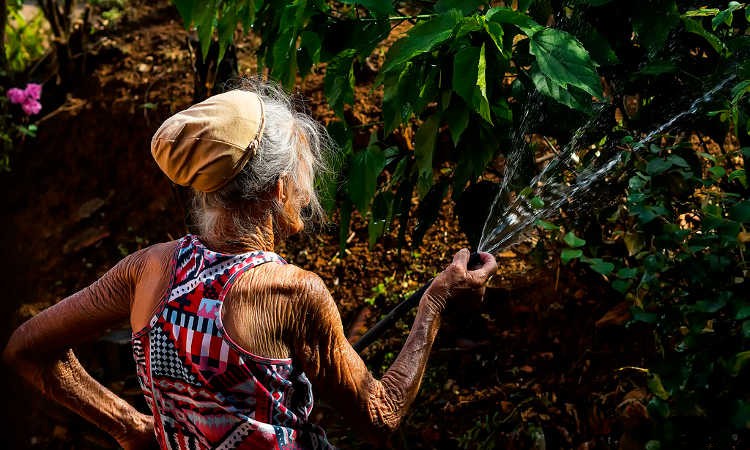 Elderly Gardening: Growing Old Gracefully