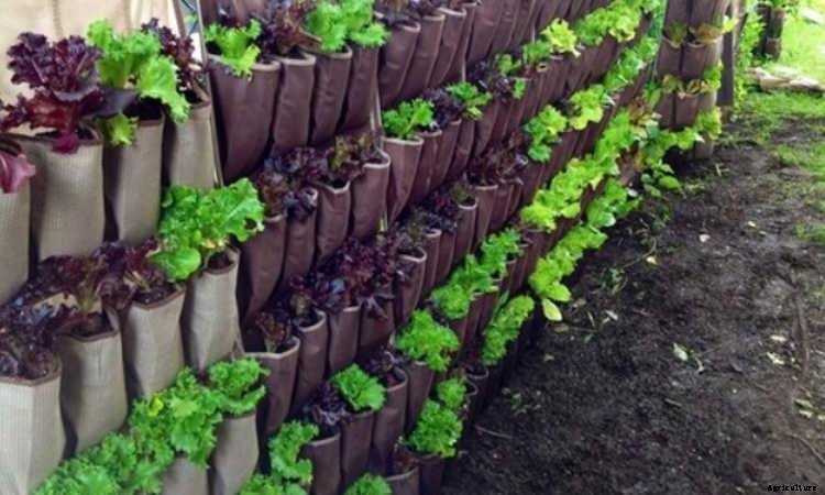 Elderly Gardening: Growing Old Gracefully