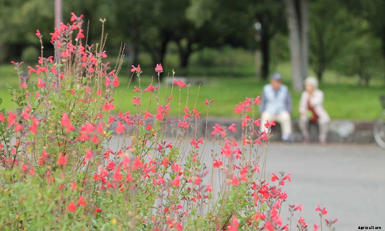 Elderly Gardening: Growing Old Gracefully