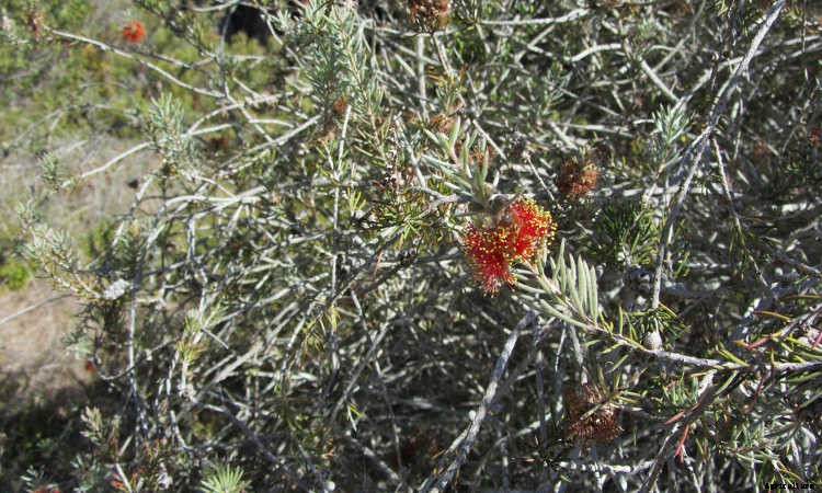 Bottle Brush Tree: Callistemons & Melaleucas