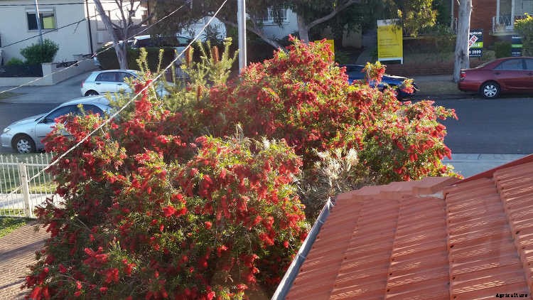 Bottle Brush Tree: Callistemons & Melaleucas