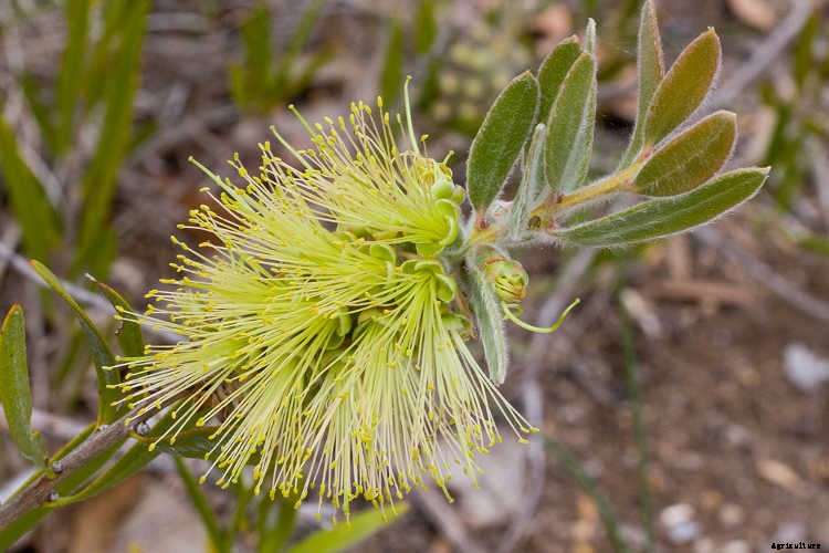 Bottle Brush Tree: Callistemons & Melaleucas