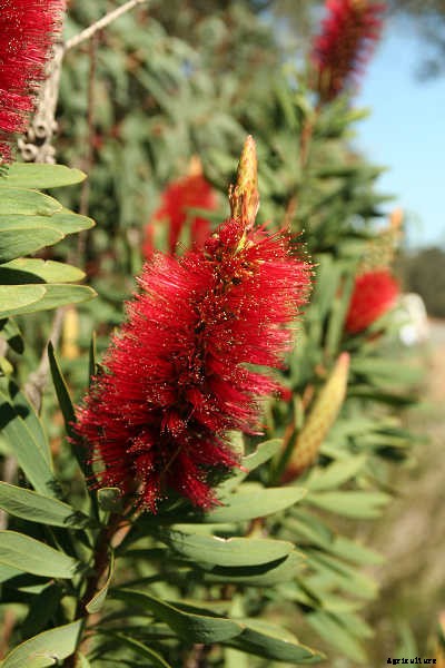 Bottle Brush Tree: Callistemons & Melaleucas