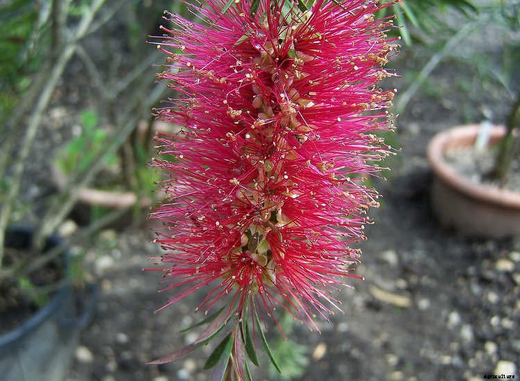 Bottle Brush Tree: Callistemons & Melaleucas