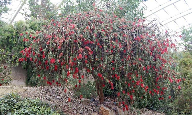Bottle Brush Tree: Callistemons & Melaleucas