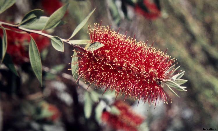 Bottle Brush Tree: Callistemons & Melaleucas