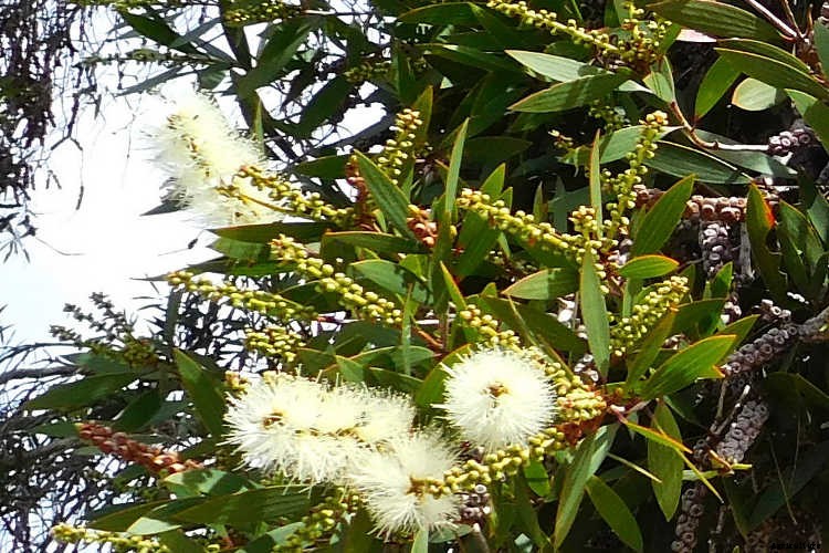 Bottle Brush Tree: Callistemons & Melaleucas