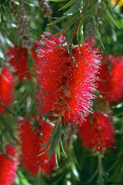 Bottle Brush Tree: Callistemons & Melaleucas