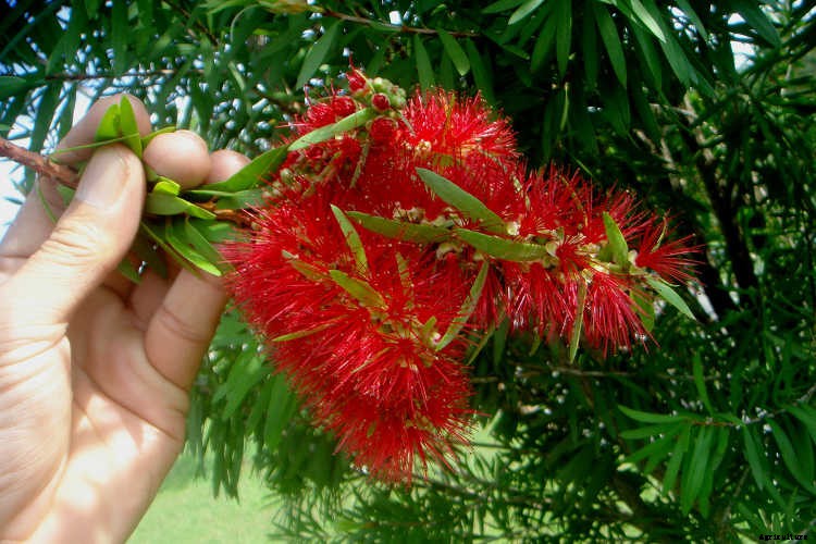 Bottle Brush Tree: Callistemons & Melaleucas
