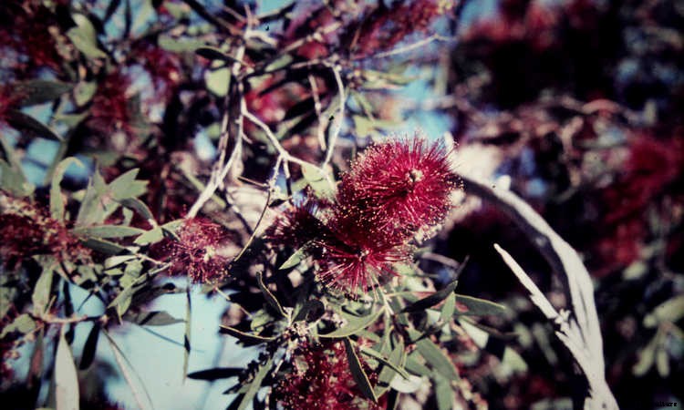 Bottle Brush Tree: Callistemons & Melaleucas