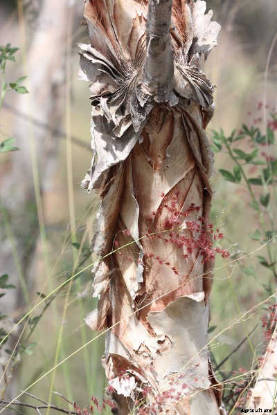 Bottle Brush Tree: Callistemons & Melaleucas