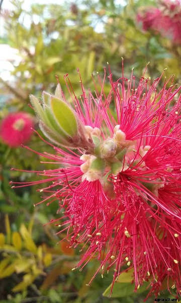 Bottle Brush Tree: Callistemons & Melaleucas