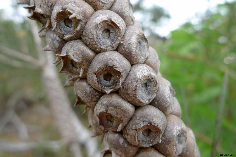 Bottle Brush Tree: Callistemons & Melaleucas