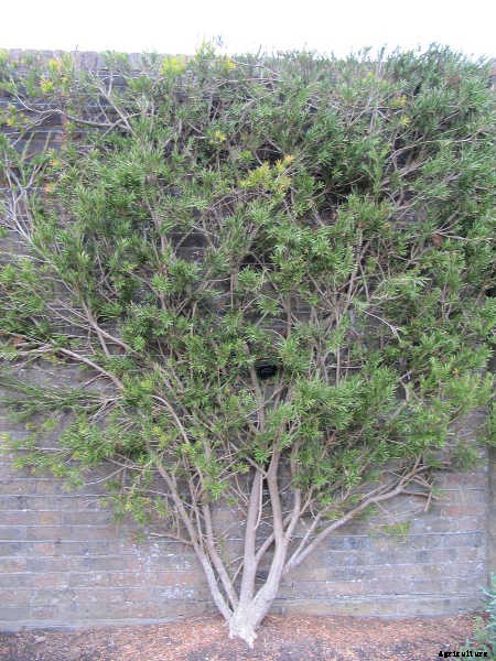 Bottle Brush Tree: Callistemons & Melaleucas