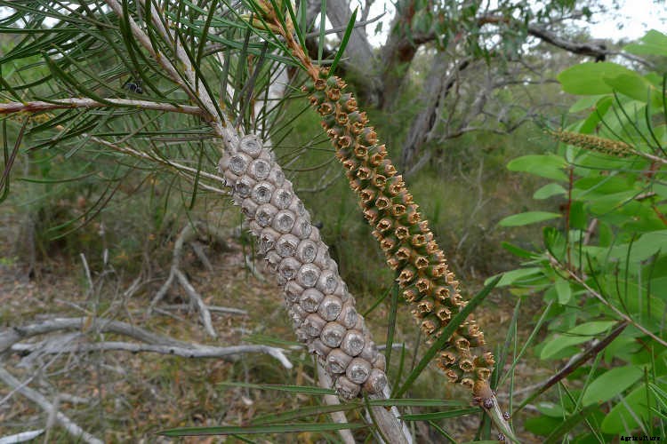 Bottle Brush Tree: Callistemons & Melaleucas