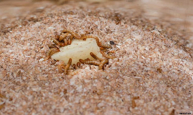 How To Raise Mealworms For Feed, Fishing, Or Fun