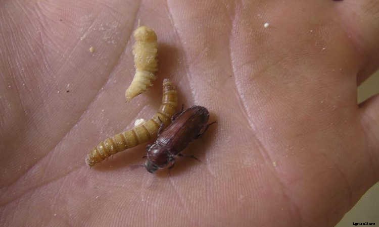 How To Raise Mealworms For Feed, Fishing, Or Fun