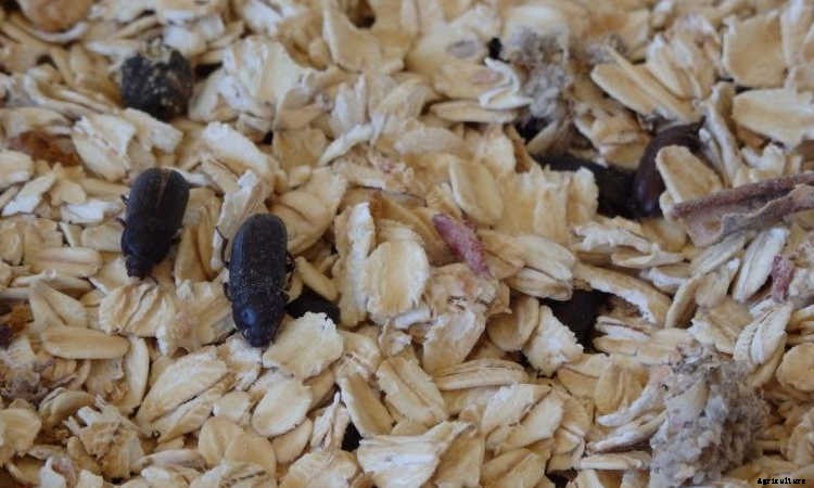 How To Raise Mealworms For Feed, Fishing, Or Fun