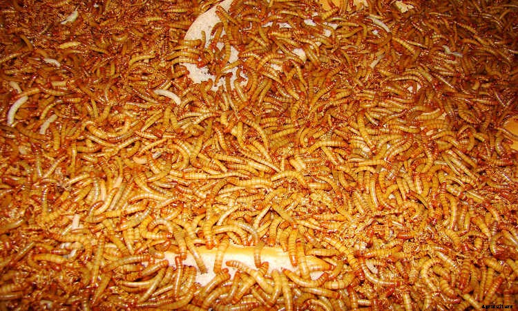 How To Raise Mealworms For Feed, Fishing, Or Fun