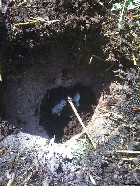 Tomato Fertilizer: How To Feed Your Plants For Ultimate Harvests