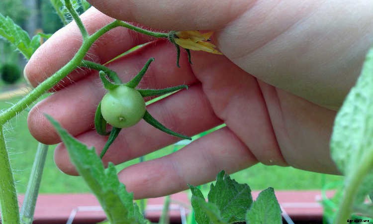 Tomato Fertilizer: How To Feed Your Plants For Ultimate Harvests