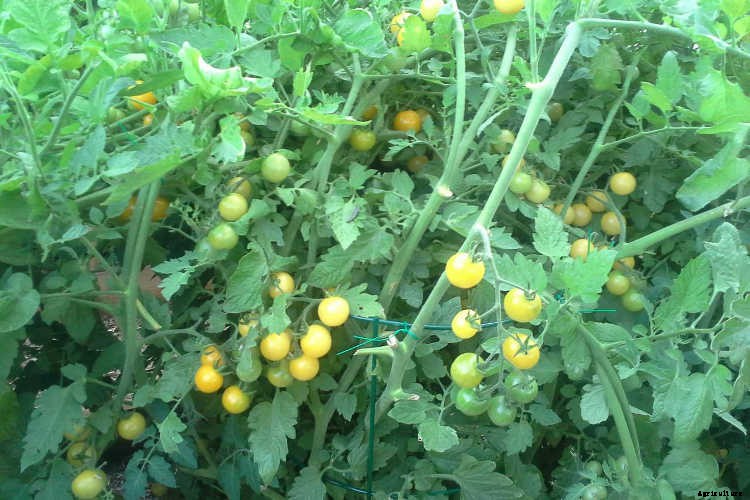 Tomato Fertilizer: How To Feed Your Plants For Ultimate Harvests